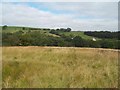SJ9983 : Grassland near Furness Clough by Jonathan Clitheroe
