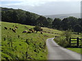 Fields below Carr Head