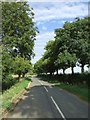 Tree lined road towards St Neots