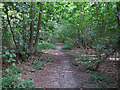 TQ5682 : Path in White Post Wood by Roger Jones