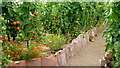 Crop of tomatoes at Bosavern Farm