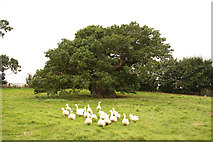 TF0615 : The Bowthorpe Oak by Richard Croft