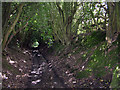 Holly lined footpath