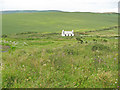 Disused cottage