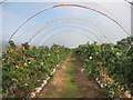 Raspberry tunnel, Tanyard Farm