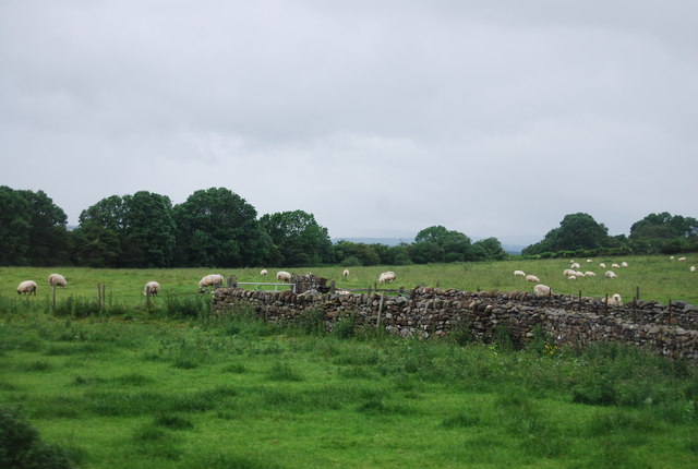 Sheep grazing by the A66