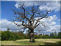 Dead tree on Cannon Hill Common