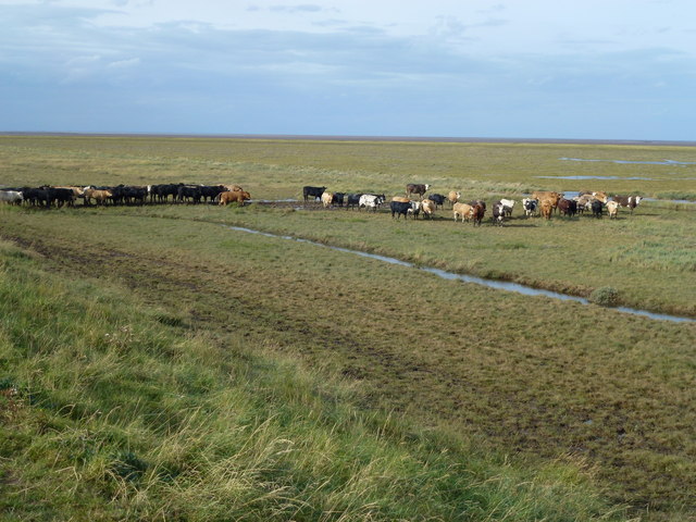 Herd of cattle on the salt marsh of The Wash