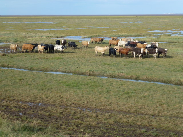 Inquisitive cattle on the salt marsh of The Wash