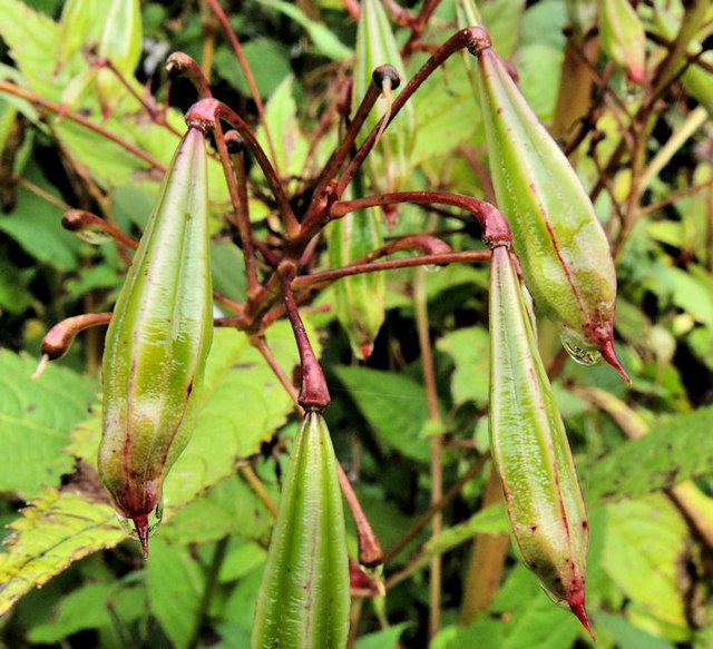 Himalayan balsam seed pods, Belfast © Albert Bridge cc-by-sa/2.0 ...