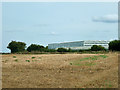 Greenhouses near Runcton