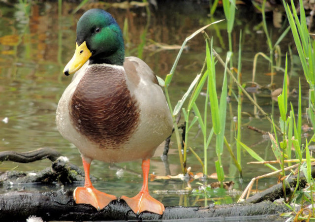 Mallard, Lagan towpath, Belfast (2) © Albert Bridge cc-by-sa/2.0 ...