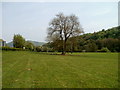 Forked tree in a riverside field SE of Newton Court