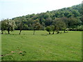 Thin line of trees and a wooded hillside NE of Monmouth