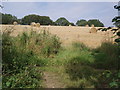 Harvested fields near M25 M1 junction