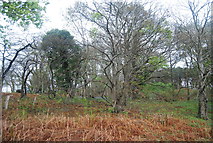 TQ0318 : Pulborough Park Plantation by N Chadwick