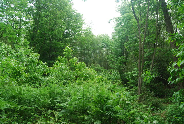 Hurtwood, Reynards Hill © N Chadwick :: Geograph Britain and Ireland