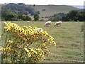 View from Huish Hill on the Pewsey Downs