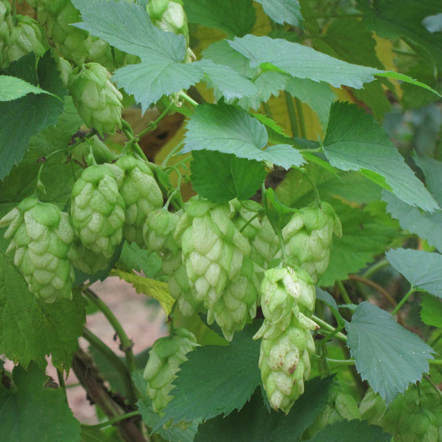 Ripe hop flower at Hoad's Farm © Oast House Archive :: Geograph Britain ...