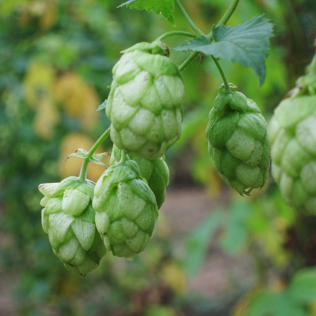 Hop flower at Hoad's Farm © Oast House Archive :: Geograph Britain and ...