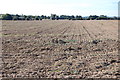 Crop Field near Brattle, Woodchurch