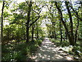 Oakers Wood, Jubilee Trail