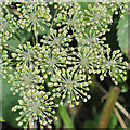 TF9528 : Umbellifer seed pods forming by Pauline E