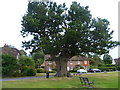 Tree on The Green at Leigh