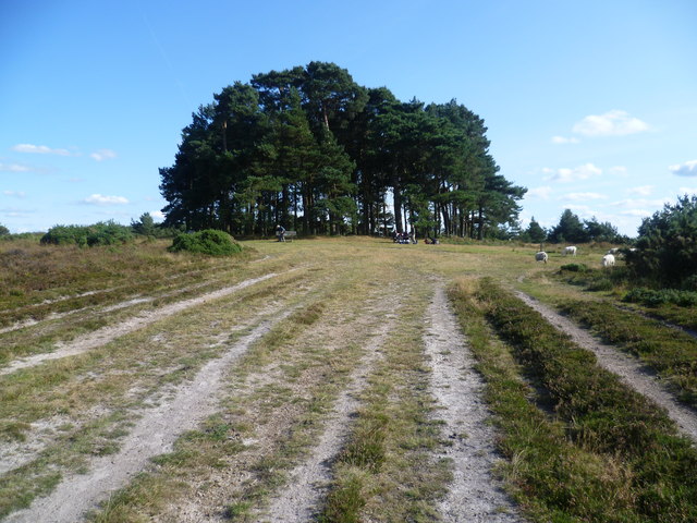 Track leading to Camp Hill Clump