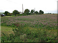 Field of clover near Buscot