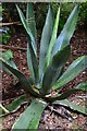 Trengwainton NT -  blue agave