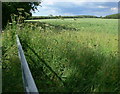 Grassland near Glebe Farm