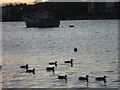 Ducks on the River Itchen at sunset