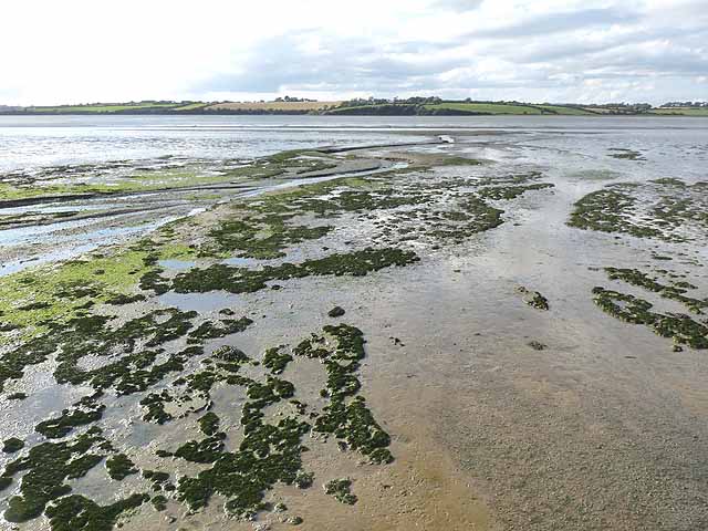 Bannow Bay at low tide