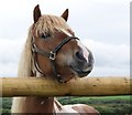 A Horse on Simpsons Hill Farm