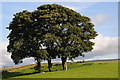 Trees beside the A5