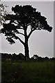 East Devon : Grassy Field & Tree