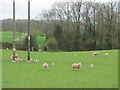 Ewes and lambs