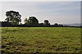 East Devon : Grassy Field