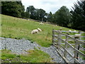 Sheep graze sloping land to the east of  Maes Y Cribarth, Abercrave