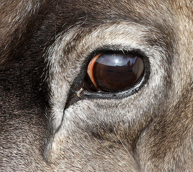 The eye of a reindeer