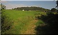 Cattle near Sellarswood