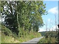 Trees lining the road at Stockham