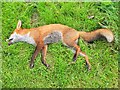 H6712 : Dead fox, Money by Kenneth  Allen