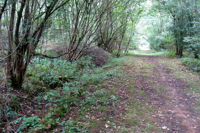 A track in the wood