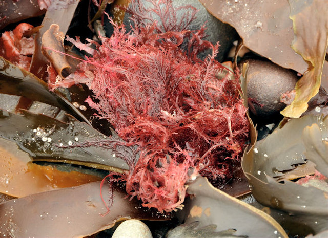 Seaweed, Ballyhalbert (3)