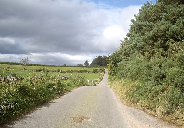 Road by a plantation