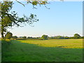 ST3820 : Fields at West Port by Nigel Mykura