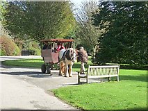 S7219 : Horse-drawn wagon, JF Kennedy Memorial Arboretum by Oliver Dixon