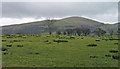 Field near Matterdale End